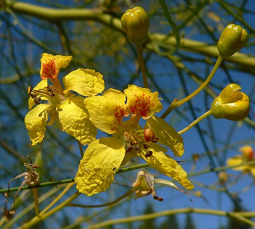 Parkinsonia aculeata 4