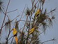 Parrot bird sanctuary, Chandigarh, India