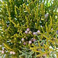 Phoradendron juniperinum