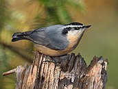 Red-breasted nuthatch (S. canadensis)