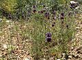 Salvia columbariae "Chia", California Chia "Desert Sage" Desert Chia