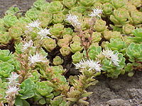 Sedum glaucophyllum