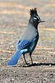 A Steller's Jay, notable with its distinct "shack-shack-shack" call.