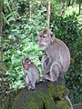 Mother and child in the Ubud Monkey Forest.