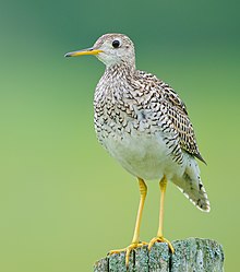 An Upland Sandpiper on a lichen-covered fence post