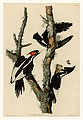 66. Ivory-billed Woodpecker