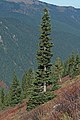 Image 44The narrow conical shape of northern conifers, and their downward-drooping limbs, help them shed snow. (from Conifer)