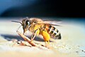 非洲化蜜蜂是西方蜜蜂歐洲亞種與非洲亞種（東非蜂）的雜交產物