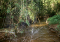 A spider's web stretches across a small river running through a tropical forest.