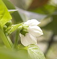 Capsicum annum flower close up