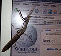 Paramantis prasina likes Wikipedia