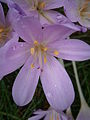 Colchicum byzantinum close-up