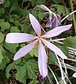 Colchicum laetum