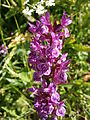 Dactylorhiza alpestris