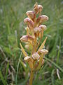 Dactylorhiza viridis