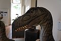 A close up of the Herrerasaurus bust.