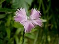 Dianthus gallicus close-up flower