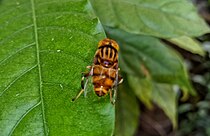 Eristalinus taeniops on a leaf of crape jasmine, in India.