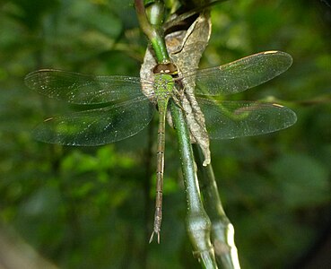 Gynacantha millardi female