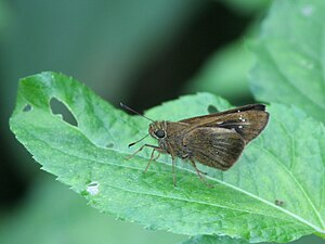 Ventral view