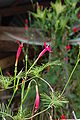 Ipomoea quamoclit