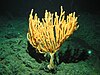 Bamboo coral