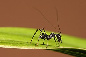 Macroxiphus sp. katydid mimicking an ant