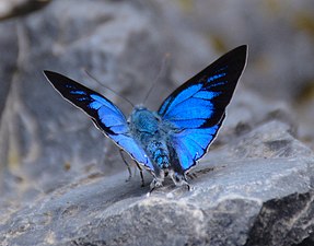 Dorsal view