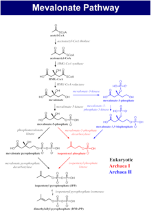 The biosynthesis process of isoprenoids