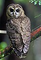 Image 13The northern spotted owl primarily inhabits old-growth forests in the northern part of its range (Canada to southern Oregon) and landscapes with a mix of old and younger forest types in the southern part of its range (the Klamath region and California). (from Old-growth forest)