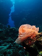 Nudibranch egg ribbon at Malahi (Red Sea), Egypt