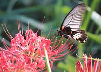 on Lycoris radiata