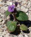 Phacelia calthifolia