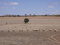 Image 6Dry paddocks in the Riverina region during the 2007 drought (from History of New South Wales)