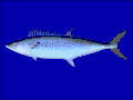 澳洲马鲛 S. munroi