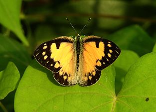 Dorsal view