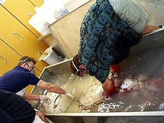 (?/?/1999) Roper and Steve O'Shea positioning the specimen in a stainless steel tank filled with 10% formalin solution