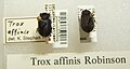 Trox affinis