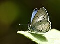 Whitedisc Hedge Blue