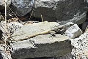 An adult Himalayan Agama (Paralaudakia himalayana) at Ringmospang, Kargil