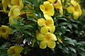 Allamanda cathartica