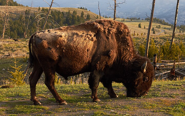 Bison