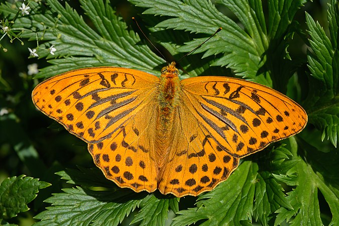 图为邻近下奥地利州埃劳夫湖畔米特尔巴赫的雌性绿豹蛱蝶（Argynnis paphia）。