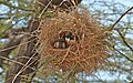 Black-capped social weavers building a nest