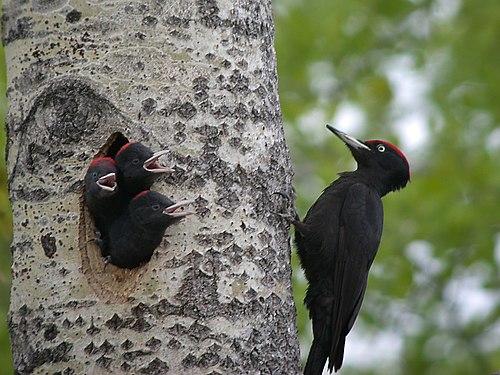 Black Woodpecker with young, Finland.