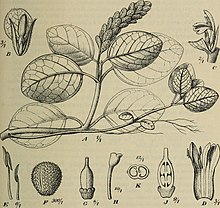 Illustrations of "Afrofittonia silvestris"