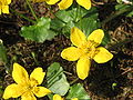 Caltha palustris close-up