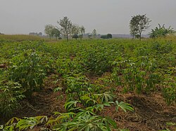 The production of cassava in Katogota, April 2023