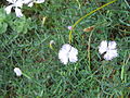 Dianthus gallicus