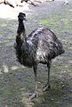 Emu Dromaius novaehollandiae Zoo Augsburg-03.jpg